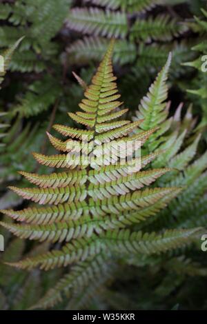 Dryopteris erythrosora fougère - bouclier japonais. Banque D'Images