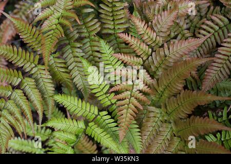 Dryopteris erythrosora fougère - bouclier japonais. Banque D'Images