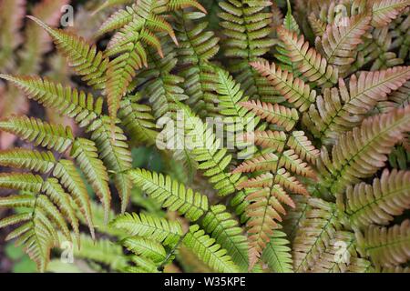 Dryopteris erythrosora fougère - bouclier japonais. Banque D'Images