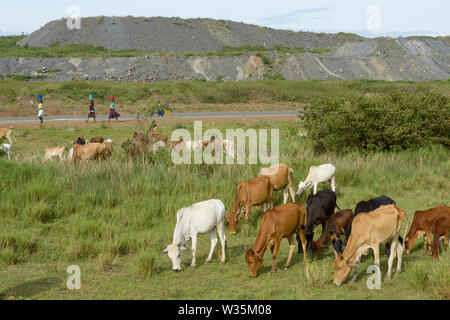 La TANZANIE, Distrikt Tarime, Nyamongo, la filiale canadienne Barrick Gold Gold Mine, Mara Acacia voir surcharger cessions/Abraumhalden TANZANIE, Blick auf der Acacia Gold Mine im Afrikanischen Grabenbruch Banque D'Images