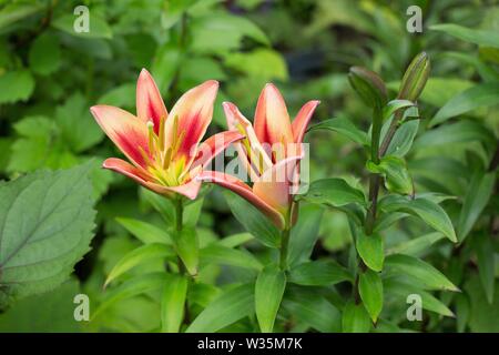 Lilium 'Montego Bay' fleurs. Banque D'Images