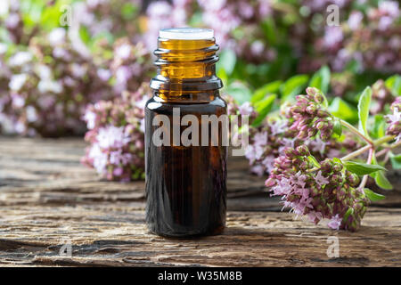 Un flacon compte-gouttes d'huile essentielle de fleurs de plantes d'origan Banque D'Images