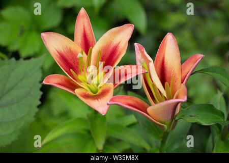 Lilium 'Montego Bay' fleurs. Banque D'Images