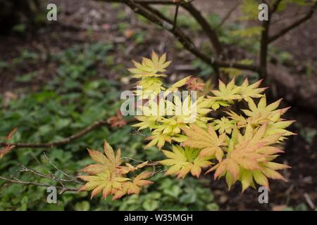 Acer shirasawanum 'Autumn Moon' Japanese maple tree, Close up. Banque D'Images