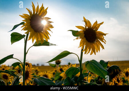 Deux tournesols avec le soleil derrière eux qui se détachent sur un grand champs Banque D'Images