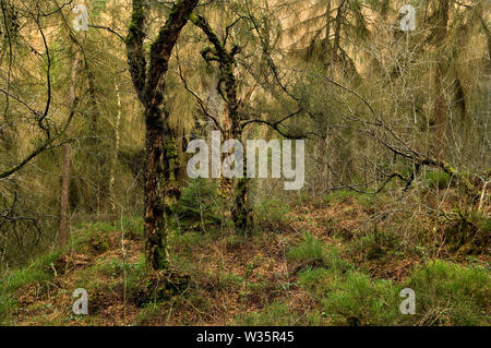 Les feuillus denses et la croissance des arbres à feuilles persistantes sur le côté ouest de Wyming Gorge Brook à la périphérie de Sheffield, Yorkshire du Sud. Banque D'Images