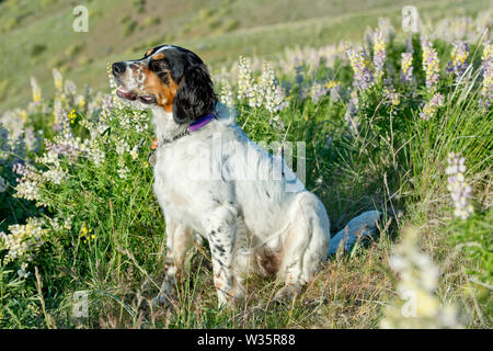 Six-month-old English setter assis dans un patch de lupin Banque D'Images