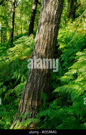 Pine Tree Trunk dans Wyming bracken à gorge Brook, près de Sheffield, South Yorkshire Banque D'Images