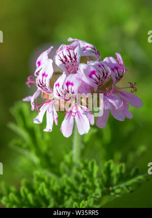 Pelargonium graveolens ou rose géranium. Banque D'Images