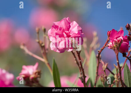 Fleurs de lauriers roses ou Nerium oleander. Banque D'Images