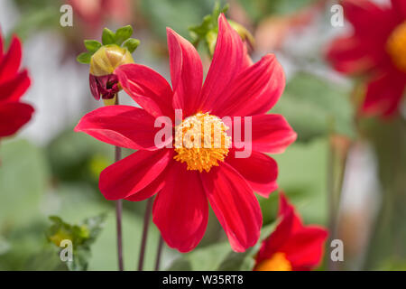 Dahlia rouge fleur dans un jardin. Banque D'Images