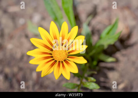 Gazania jaune ou Trésor fleur en pleine floraison. Banque D'Images