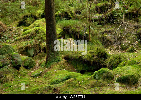 Un seul tronc d'arbre et rochers au Wyming Gorge Brook à la périphérie de Sheffield, Yorkshire du Sud. Banque D'Images