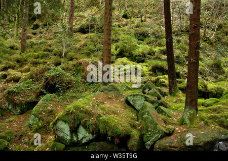 Un groupe de troncs de pins et de rochers au Wyming Gorge Brook à la périphérie de Sheffield, Yorkshire du Sud. Banque D'Images