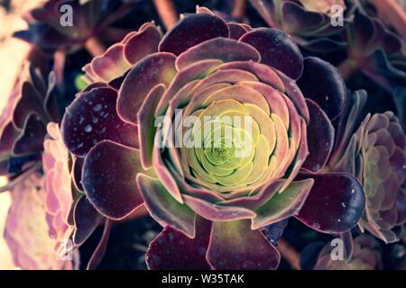 Sempervivum tectorum plantes macro close up detail fleurs succulentes Banque D'Images