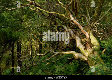 Une arborescence réduite haut sur les flancs d'Wyming Gorge Brook à la périphérie de Sheffield, Yorkshire du Sud. Banque D'Images