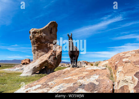 Les lamas en Amérique du Sud : Close up of cute et drôle des alpagas, des Andes de la Bolivie, l'Amérique du Sud Banque D'Images