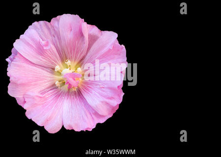 Fleur Rose Trémière commune Banque D'Images