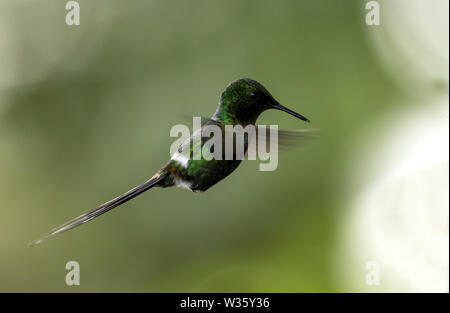 Gros plan du petit colibri en vol,Green Thorntail en Equateur.nom scientifique de cet oiseau est Discosura conversii. Costa Rica gamme à l'Equateur. Banque D'Images