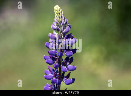 Libre de printemps fleurs de mauve fleur de lupin dans les jardin. Banque D'Images