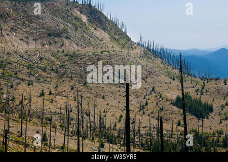 Mt St Helen est un parfait exemple de la façon dont la nature ne l'humanité sans interférences, à n'importe quelle direction, d'aide, la guérison se produit et va tout à fait. Banque D'Images