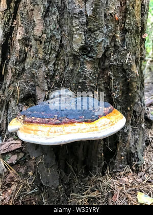 L'Inonotus obliquus sur l'arbre en bois. Studio Photo Banque D'Images