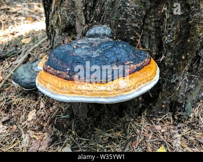 L'Inonotus obliquus sur l'arbre en bois. Studio Photo Banque D'Images