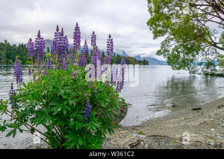 Russell mauve lupins (Lupinus polyphyllus) floraison sur les rives du Lac Wanaka, île du Sud, Nouvelle-Zélande. Banque D'Images