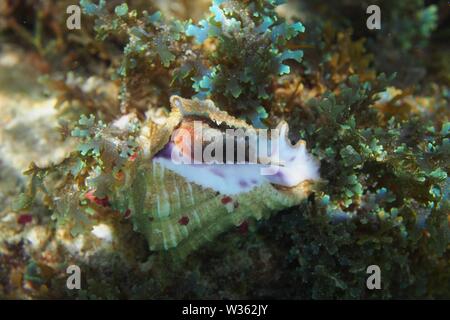 Vivre en Floride (conque combat Strombus alatus) sur les récifs coralliens, montrant la face inférieure pourpre et escargot retiré. Shoal Bay East, Anguilla, BWI. Banque D'Images