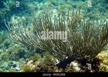 Excellent exemple de Bent sea rod (Plexaurella flexuosa), polypes retirés, à Little Bay, Anguilla, BWI. Banque D'Images