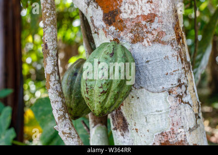 Pods de cacao (cacao) qui poussent sur l'arbre de Theobroma cacao. Bali, Indonésie. Banque D'Images