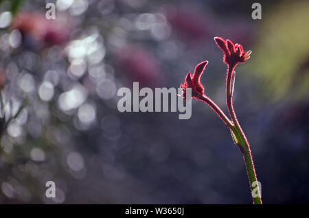 Silhouette rétro-éclairés de patte de kangourou rouge australienne ; fleurs ; famille Haemodoraceae Anigozanthos (bloodwort famille) Banque D'Images