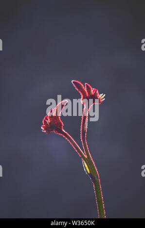 Silhouette rétro-éclairés de patte de kangourou rouge australienne ; fleurs ; famille Haemodoraceae Anigozanthos (bloodwort famille) Banque D'Images