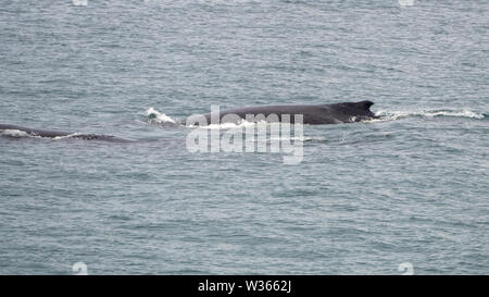 La migration des baleines à bosse Retour vers le nord jusqu'à la côte Est de l'Australie Banque D'Images