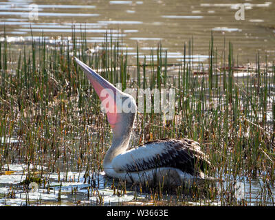 Oiseau. Un grand pélican australien sur l'eau parmi quelques roseaux, avaler un peu de nourriture, la lumière du soleil de derrière éclairant sa poche rose de gorge Banque D'Images