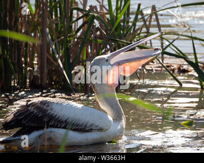 Oiseau. Un grand pélican australien sur l'eau parmi quelques roseaux, avalant de la nourriture, la bouche ouverte, la lumière du soleil illuminant sa poche rose de gorge Banque D'Images