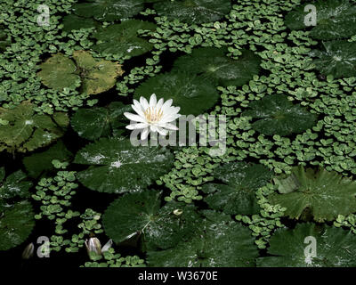 Une blanche et pure fleur de lotus dans l'eau avec des feuilles vert luxuriant b Banque D'Images