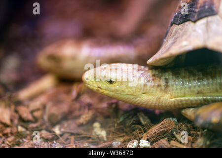 Anguidae, libre d'Pseudopodus apodus tête. Pseudopus apodus, Sheltopusik. Les grands tétras se cacher dans un abri dans l'aquarium. Banque D'Images