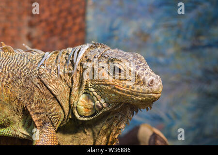 Iguana iguana. Gros plan de la tête d'un iguane vert, assis sur une branche dans un terrarium Banque D'Images