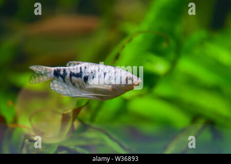 Trichogaster. Gurami poisson. Un poisson bleu gurami nage dans un étang clair parmi les plantes vertes Banque D'Images