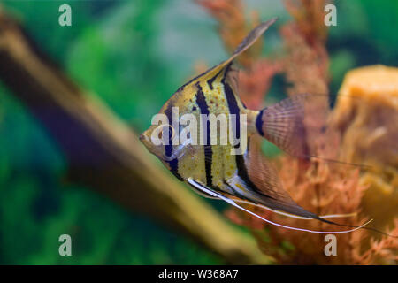 Pterophyllum scalare. Poissons-anges. Un gray angelfish rayé nage dans un aquarium transparent sur un fond marron et vert Banque D'Images