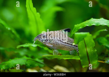 Paracheirodon axelrodi. Cory poivre Paracheirodon axelrodi silure. Corydoras Poisson, Poisson-chat tacheté mouchetée assis sur les feuilles des plantes dans l'aquarium Banque D'Images