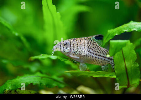 Paracheirodon axelrodi. Cory poivre Paracheirodon axelrodi silure. Corydoras Poisson, Poisson-chat tacheté mouchetée assis sur les feuilles des plantes dans l'aquarium Banque D'Images