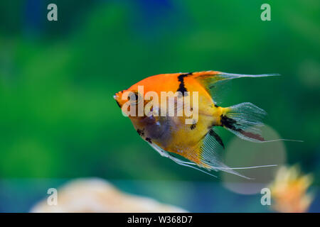 Pterophyllum scalare. Poissons-anges. Un scalaire orange nage dans un aquarium transparent sur fond vert. Banque D'Images