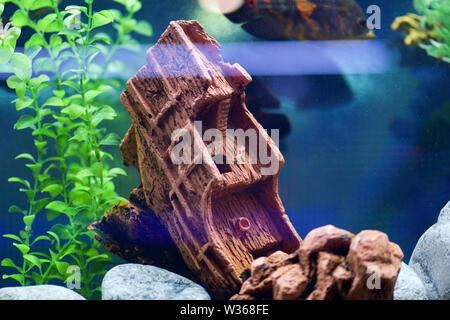 Belle et la conception créative de l'aquarium-navire coulé sur un fond bleu. Photographie horizontale Banque D'Images