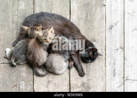 Le chat nourrit son lait sur les jeunes chatons. Cat nursing ses petits chatons, Close up Banque D'Images