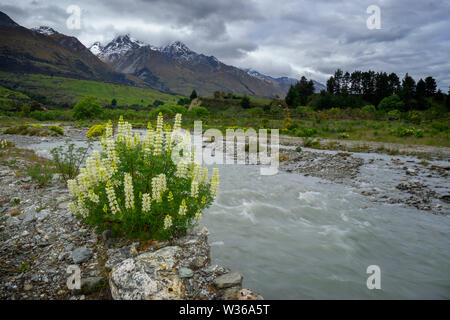 Arbre jaune lupin (Lupinus arboreus) à Stoney Creek bed, Glenorchy, île du Sud, Nouvelle-Zélande Banque D'Images