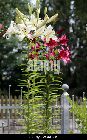 Arbre généalogique rare (lignum lily lilium) dans son jardin d'été Banque D'Images