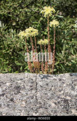 Sedum sediforme Banque D'Images