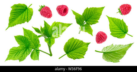 Les feuilles de framboise, les tiges coupées et les baies isolées sur fond blanc Banque D'Images